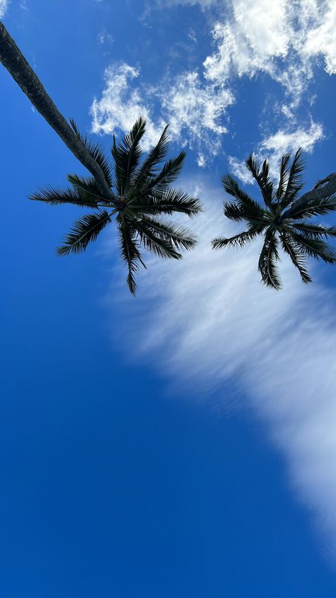 blue skies + palm trees Palm Trees Blue Sky, Miami Palm Trees, Palm Trees Aesthetic, Grand Canaria, Blue Sky Aesthetic, Palm Tree Wallpaper, Miami Wallpaper, Wallpaper Tumblr Lockscreen, Swag Wallpaper