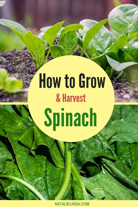 How To Harvest Spinach, Spinach Plant, Grow Spinach, Starting Plants From Seeds, Vegetable Garden Soil, Square Foot Gardening Layout, Growing Spinach, Garden Layout Vegetable, Vegetable Garden For Beginners