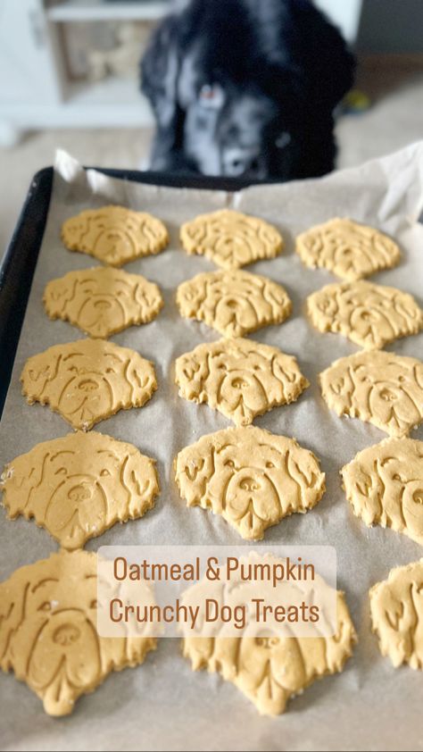 crunchy homemade oatmeal and pumpkin baked dog treats on a baking sheet Diy Meals, Easy Homemade Dog Treats, Amaretto Recipe, Pumpkin Yogurt, Homemade Dog Cookies, Dog Treats Homemade Easy, Dogs Birthday, Homemade Oatmeal, Easy Dog Treats