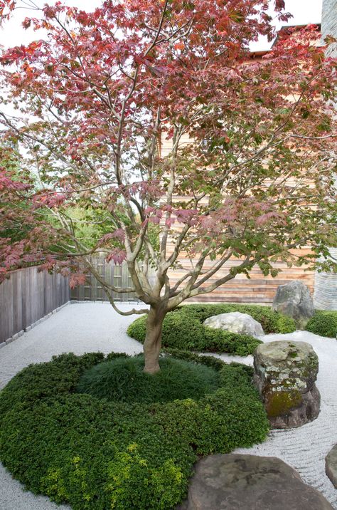 autumn-maple-tree-with-mondo-grass-manicured-japanese An island of mondo grass and small-leafed azalea (Azalea macrantha) surrounds a Japanese maple tree Japanese Courtyard Garden, Japanese Courtyard, Japanese Inspired Garden, Small Japanese Garden, Japanese Style Garden, Small Courtyard Gardens, Courtyard Gardens Design, Japan Garden, Japanese Garden Design