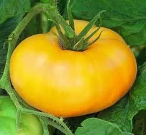 13 Types of Yellow Tomatoes to Grow in the Garden Garden Buddies, Heirloom Tomatoes Varieties, Yellow Fruits, Growing Marigolds, Yellow Tomatoes, Yellow Fruit, Heirloom Tomato, Heirloom Vegetables, Organic Tomatoes