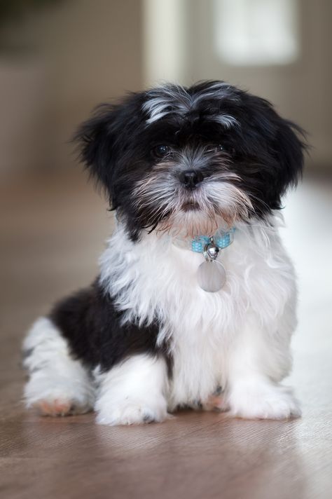 Baby Shih Tzu, Perro Shih Tzu, Labrador Retriever Puppies, Black And White Dog, Shih Tzu Puppy, Shih Tzu Dog, White Dog, Shih Tzus, Lhasa