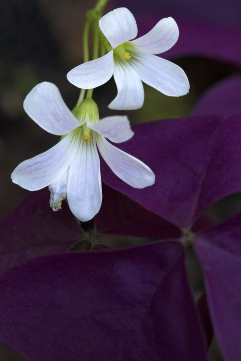 Purple Shamrock Flowers (Love Plant) | naturetime John Butler, Shamrock Plant, Purple Shamrock, Four Leaf Clover Tattoo, Shamrock Flower, Clover Tattoos, Paper Plants, Flowers Love, Happiness Is