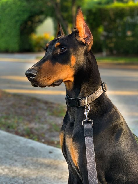 Cali 💁🏼‍♀️😎 #queen👑 #dobermans @wilderdog collar and leash Doberman Collar, Doberman Leash, Doberman Dogs Natural Ears, Doberman Pinscher Natural Ears, Doberman Mouth Open, Doberman On Leash, Doberman Pinscher Protection, Doberman Dogs, Doberman Pinscher