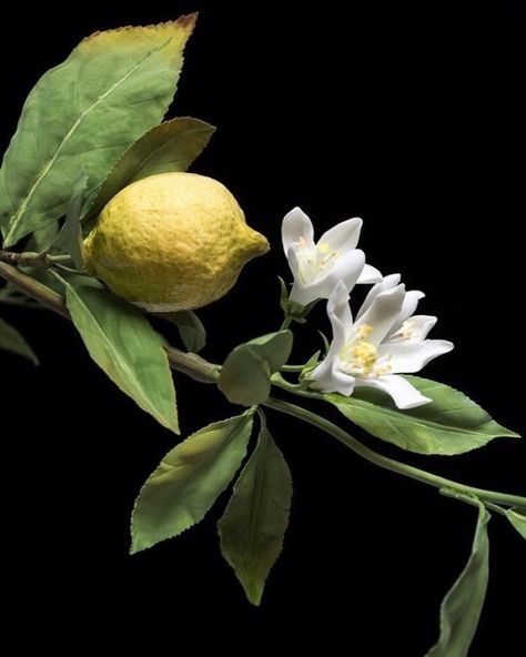 Resimlerin Dili Flor Tattoo, Raindrops And Roses, Fruit Photography, Fruit Painting, Floral Photography, Lemon Tree, Still Life Art, Fruit Art, Bougainvillea