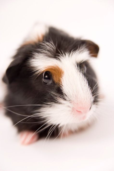 ... Guinea Pig Information, Guinea Pig Breeding, Guinea Pig Diy, Pig Care, Pig Breeds, Guinea Pig Food, Pig Food, Animal Behaviorist, Pet Guinea Pigs