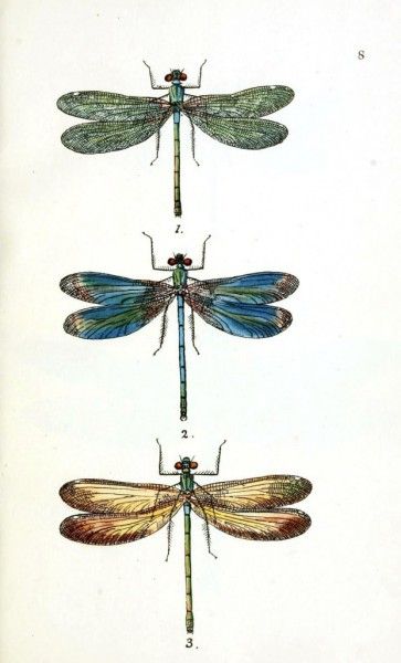 free vintage designs to print. vintageprintable.com dragon flies printable Dragonfly Illustration, Vintage Dragonfly, Dragonfly Prints, Dragonfly Art, Scientific Illustration, Illustration Vintage, Vintage Printables, Pics Art, Dragonflies