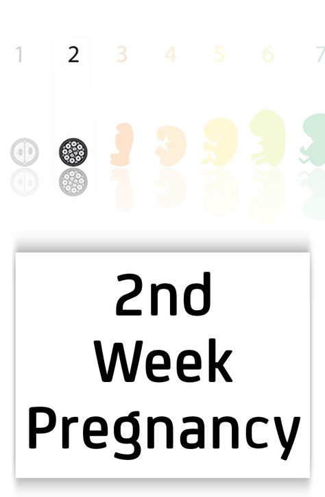 2nd Week Pregnancy - Symptoms, Baby Development, Tips And Body Changes 2 Weeks Pregnant, Baby Development In Womb, Travelling While Pregnant, Pregnancy Week, First Ultrasound, Early Pregnancy Signs, Pregnancy Signs, Unborn Baby, Mom Junction