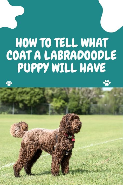 HOW TO TELL WHAT COAT A LABRADOODLE PUPPY WILL HAVE
Labradoodles are one of the most popular dog breeds across the nation. They are beloved for their intelligence, obedience, and loyalty. Labradoodles can have a variety of coat types and colors. When it comes to trying to guess what type of coat your labradoodle puppy will have, things can get a bit tricky. 

The best way to gauge what kind of coat Labradoodle puppies will have is to look at the parents. Labradoodle Puppy Cut, Labordoodle Puppy, Labradoodle Teddy Bear Cut, Labradoodle Grooming Haircuts, Labradoodle Grooming Style, Labradoodle Hair, Labradoodle Haircut Style, Labradoodle Chocolate, Chocolate Labradoodle Puppy