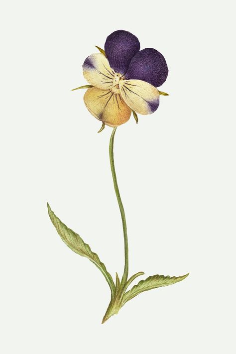 Wild Pansy Drawing, Pansy Flower Drawing, Pansy Illustration, Pansy Drawing, Mum Tattoos, Lil Tattoo, Duo Tattoo, Flower Illustration Vintage, Orchid Room