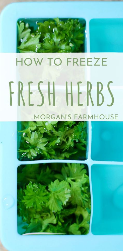 How To Freeze Herbs, Freeze Fresh Herbs, Freeze Herbs, Freezing Cilantro, Preserve Herbs, Freezing Fresh Herbs, Preserve Fresh Herbs, Fresh Basil Pesto, Fresh Herb Recipes