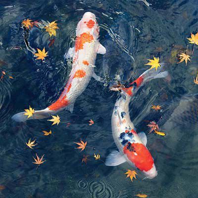 Koi Fish Pond Aesthetic, Koi Photo, Koi Fish Photo, Koi Fish In Water, Koi Fish Aesthetic, Pond Koi, Koi Painting, Backyard Pond, Koi Ponds