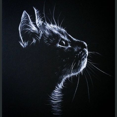 White Pencil On Black Paper, Pencil On Black Paper, Scratchboard Art, Graphite Art, Cats Pictures, Pencil Drawing Tutorials, Black Paper Drawing, White Drawing, White Pen