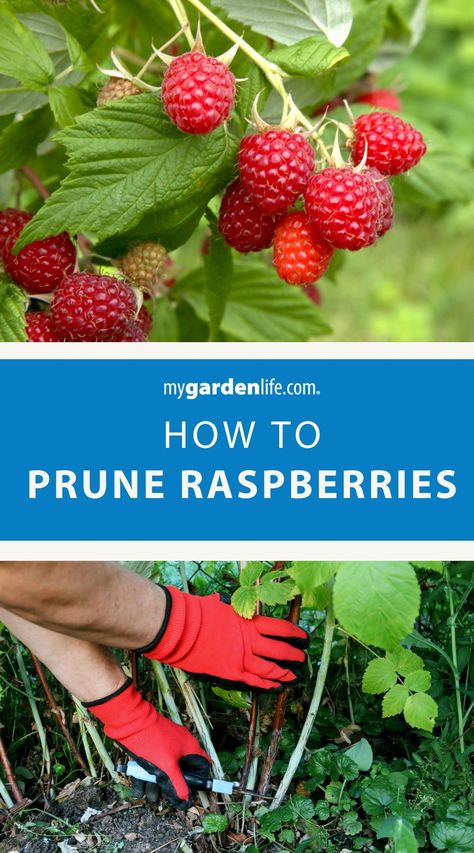 Check out this step-by-step guide on how to prune raspberry shrubs like a pro! Explore the ins and outs of raspberry plant care tips, from when to prune to which canes to remove. Whether you're a beginner or experienced gardener, this comprehensive guide will help you maintain healthy and productive raspberry plants in your garden. Find more fruit gardening ideas and raspberry plant growing tips at MyGardenLife.com. Rasberry Bushes, Pruning Raspberries, Raspberry Plant, Raspberry Bushes, Raspberry Canes, Raspberry Bush, Growing Raspberries, Raspberry Plants, Edible Gardening