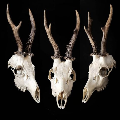 Jodie Yeung on Instagram: “A nice little roe skull off to it's new home!🖤 #animalskull #animalskulls #deerskull #skullphotography #animalbones #realbones #deadthings…” Horned Animal Skull, Deer Skull Anatomy, Animal Skull Drawing Reference, Deer Skull Reference, Animal Skull Reference, Deer Skull Drawing, Deer Skeleton, Roe Deer Skull, Deer Skull Art