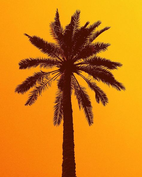 https://www.instagram.com/p/CHS9yZ8HZJH/?igshid=1tovubbzs5r0q Dark Silhouette, Sky Dark, Palm Trees Wallpaper, Nature Iphone Wallpaper, Palm Tree Silhouette, Palm Tree Art, Wallpaper Sky, Iphone Wallpaper Sky, Cool Backgrounds Wallpapers