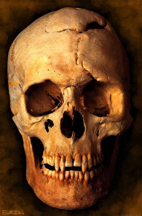 teschio di vampiro Skull Vampire, Vampire Images, Vampire Photo, Vampire Skull, Theme Tattoo, Skull Wallpaper, Creatures Of The Night, Human Skull, Skeletal