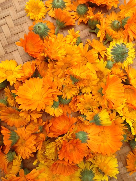 Calendula Calendula Flower Aesthetic, Calendula Aesthetic, Sun Witch, Wallpaper Wa, Calendula Flower, Candle Business, Aesthetic Painting, Yellow Aesthetic, Super Natural