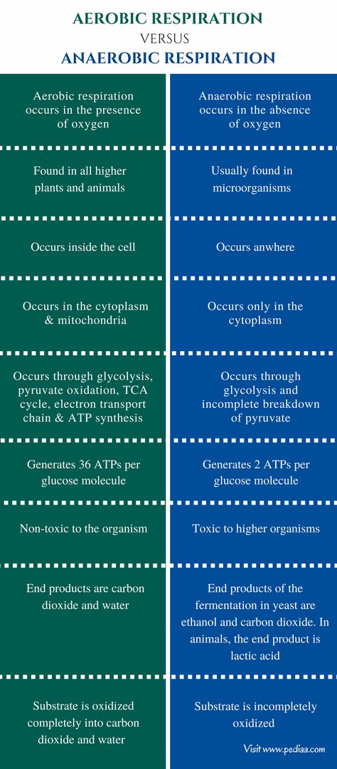 Aerobic And Anaerobic Respiration, Aerobic Respiration, Anaerobic Respiration, Oxidative Phosphorylation, Citric Acid Cycle, Biology Worksheet, Cellular Respiration, Study Biology, Basic Anatomy And Physiology