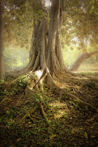 Beautiful #tree Old Trees, Unique Trees, Tree Roots, Tree Hugger, Nature Tree, Tree Forest, A Poem, Jolie Photo, Samhain