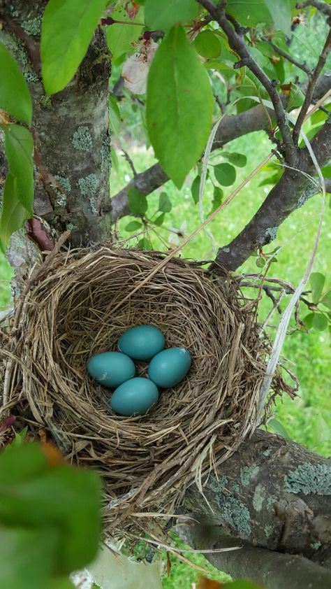 Bird Nest Aesthetic, Bird Nest Photography, Nest Aesthetic, Bird Nest With Eggs, Birds In A Nest, Birds In Nest, Robin Nest, Nest Photography, Nest Images