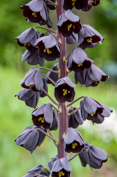 Persian Lily, Fritillaria Persica, Goth Garden, Gothic Garden, Lily Plants, Black Garden, Moon Garden, Spring Bulbs, Beautiful Bouquet Of Flowers