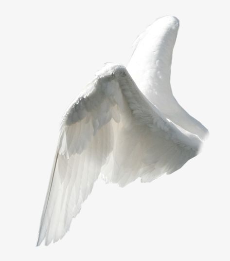 Angel Wings Reference Photo, Wings Covering Eyes, Bird Wings Reference, Angel Wings Drawing Reference, Angel Wings Reference, Wing Reference, Wings Reference, Wings Picture, Angel Wings Drawing