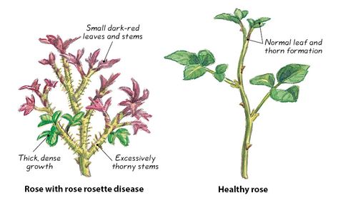 How to identify and prevent rose rosette disease: What you need to know to combat rose rosette disease in your garden. When To Prune Roses, Rosette Disease, Rose Bush Care, Rose Diseases, Rose Garden Landscape, Rose Plant Care, Pruning Roses, Rose Garden Design, Rose Care