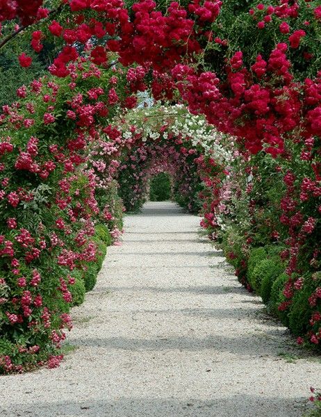 Rose Garden Design | Rose Garden | design calendar Rose Arbor, Have Inspiration, Colorful Roses, The Secret Garden, Climbing Roses, Gorgeous Gardens, Themed Wedding, Rose Garden, Garden Paths