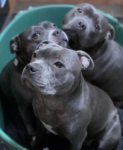 Scrub a Dub Dub  3 sleepy Pibble Pups in a a tub  #pitbulls #pitbullpuppies #pitbullterrier #pitbulldog Staffy Dog, Bully Breeds Dogs, Pitbull Puppy, Bully Dog, Pitbull Lover, Pitbull Puppies, Bully Breeds, Staffordshire Bull Terrier, Puppies Funny