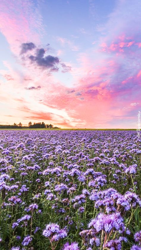 Purple Landscape Aesthetic, Purple Sky Landscape, Springtime Wallpaper, Lilac Field, Purple Flower Field, Photo Ciel, Purple Field, Light Purple Wallpaper, Spring Purple