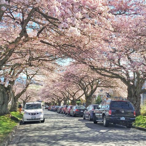 Ivana smolcic on Instagram: “Can’t beat spring in Vancouver  One of the best seasons in the lower mainland - seeing all the blossoms start to bloom.  Never appreciated…” Vancouver In Spring, Best Seasons, Sunshine Coast, Vancouver, Blossom, Real Estate, Collage, Canning, Travel