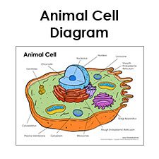 Printable Animal Cell Diagram – Labeled, Unlabeled, and Blank Animal Cell Sketch, Animal Cell Diagram Labeled, Animal Cell Drawing With Label, Plant Cell Drawing, Animal Cell Diagram, Animal Cell Parts, Animal Cell Drawing, 3d Animal Cell, Animal Cell Model