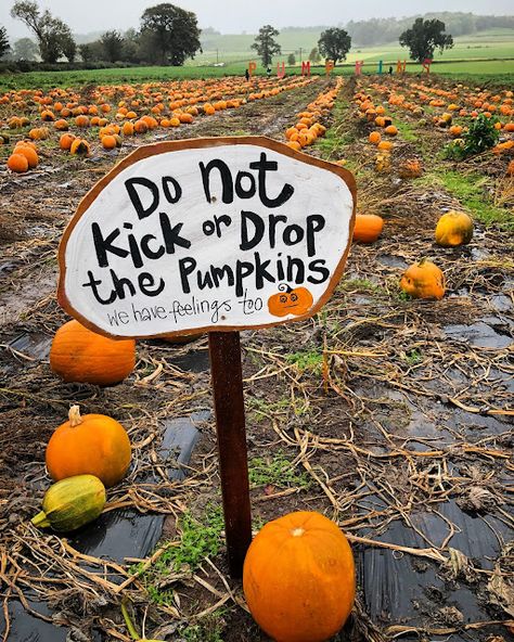 Pumpkin Patch Business, Fall Festival Decorations, Pumpkin Patch Farm, Pumpkins For Sale, Large Pumpkins, Pumpkin Patches, Pumpkin Farm, Warm Clothes, Pumpkin Picking