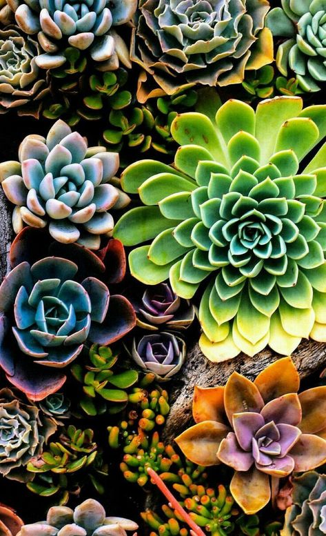 Succulents! Creative Gardens, Succulents Wallpaper, Succulent Photography, Cactus Terrarium, Purple Succulents, Cactus Planta, 2022 Art, Cactus Succulents, Colorful Succulents