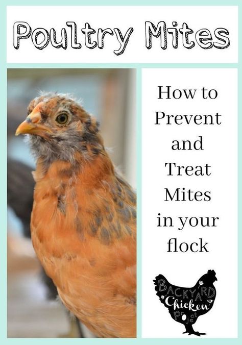 No one wants poultry mites, especially not your chickens. Learn how to prevent and treat these pesky pests! Backyard Chicken Run, Mites On Chickens, Chicken Backyard, Chicken Farming, Backyard Chicken Farming, Chicken Life, Chicken Health, Chicken Run, Raising Backyard Chickens