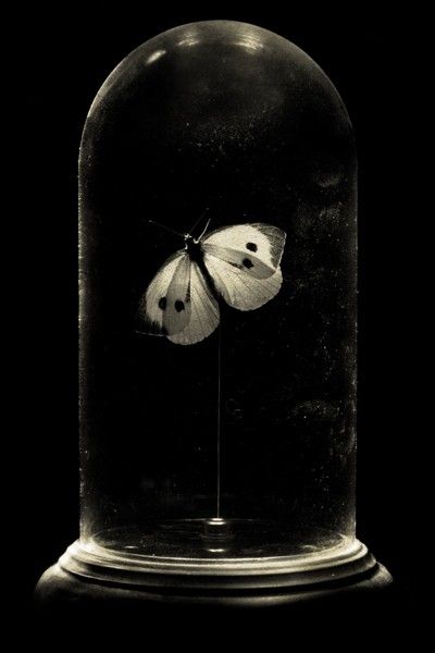 Dean Koontz, The Bell Jar, White Photo, Glass Dome, A Butterfly, Black Aesthetic, Black And White Photography, The Words, Dark Aesthetic