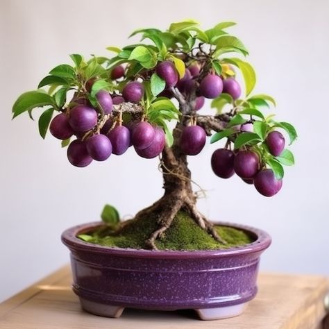 Plum Bonsai, Fruit Bonsai, Indoor Fruit Trees, Bonsai Fruit Tree, Potted Fruit Trees, Tree Types, Seed Starter Kit, Bonsai Tree Types, Beautiful Bonsai