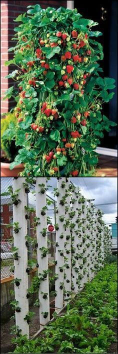 Strawberry Plants Ideas, Vertical Planter Diy, Vertical Vegetable Gardens, Strawberry Planters, Vertical Planter, Vertical Garden Diy, Growing Strawberries, Aquaponics System, Strawberry Plants