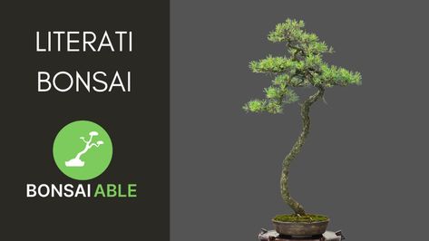 Learn all about the complexities of creating and maintaining the literati bonsai style, also known as Bunjin bonsai. Discover the history and characteristics of this style, and get tips on selecting material, styling, pot selection, and care in this deep dive. Bonsai Styles, Bonsai Pots, The History, Diving, History