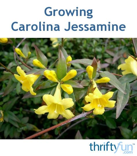 This guide is about growing Carolina Jessamine. This sun loving, southern evergreen vine produces an abundance of yellow trumpet flowers. Gelsemium Sempervirens, Florida Plants Landscaping, Carolina Jasmine, Jasmine Vine, Evergreen Vines, Coconut Oil Skin Care, Red Girl, Coconut Oil For Skin, Patio Plants