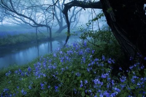 Scenery Pictures, Misty Forest, Blue Forest, Pretty Landscapes, Arte Fantasy, Aesthetic Images, Nature Aesthetic, Pretty Places, Fantasy Landscape