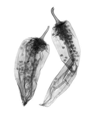 X-ray art - chili pepper Tap Ideas, Collagraphy, Xray Art, X-ray Images, Arte Peculiar, Baby Teeth, Natural Forms, Pics Art, X Ray