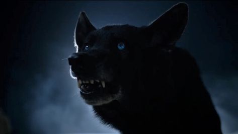 Teen Wolf Werewolf, Real Wolf, Werewolf Stories, Peter Hale, Teen Wolf Quotes, Damon Salvatore Vampire Diaries, Teen Wolf Mtv, Wolf Quotes, Derek Hale