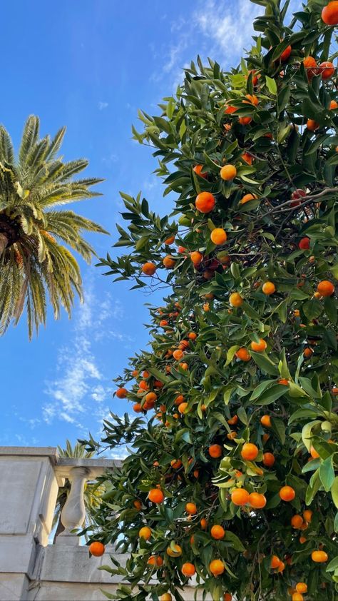 Orange Tree Wallpaper, Havanna Winter, Orange Trees, Vintage Flowers Wallpaper, Fruit Wallpaper, Cool Backgrounds Wallpapers, Italy Aesthetic, Canvas Painting Designs, Monthly Themes