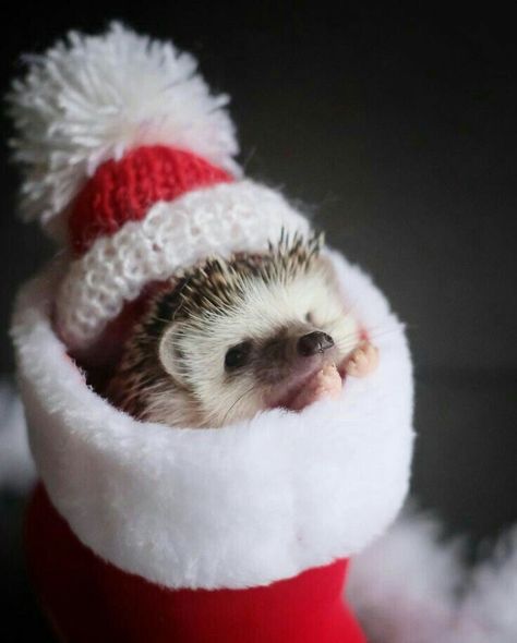 Pet Hedgehog, Hedgehog Christmas, Hedgehog Pet, A Hedgehog, Cute Hedgehog, Cute Cartoon Animals, Cute Animal Photos, Animal Photo, Cute Little Animals