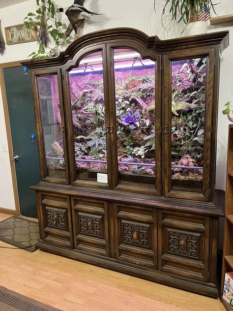 Water Dragon Enclosure, Old China Cabinet, Frog Habitat, Frog Terrarium, Snake Enclosure, Poison Dart Frog, Reptile Room, Poison Dart, Dart Frog