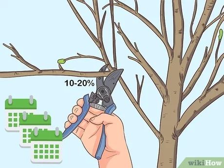 Pruning Apple Trees, Bradford Pear Tree, Fruit Trees Backyard, Flowering Pear Tree, Pruning Plants, Espalier Fruit Trees, Prune Fruit, Fruit Tree Garden, Pruning Fruit Trees