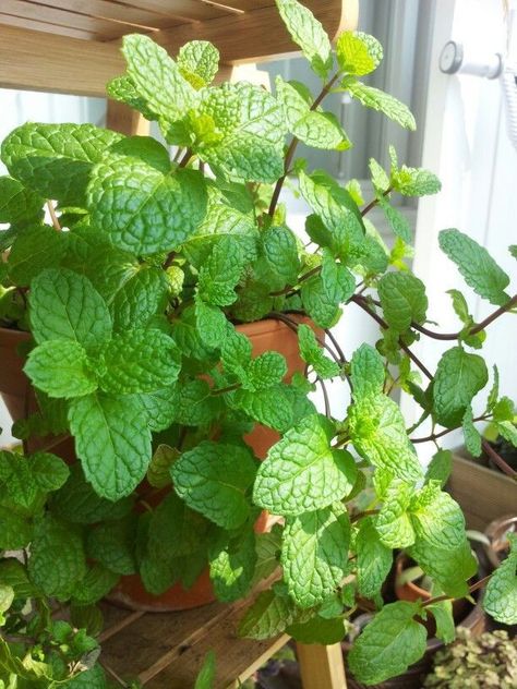 Mint Plant Aesthetic, Garden Ideas Patio, Daun Mint, Patio Garden Ideas, Gardening Design Diy, Patio Gardening, Food Forest Garden, Garden Layout Ideas, Easy Patio