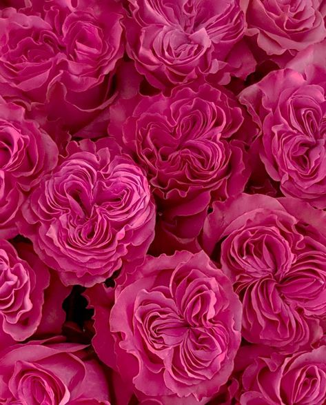 Country Blues - Hot Pink Rose Rosé Pink Aesthetic, Flowers Dp, Rose Varieties, Flowers For Sale, Hot Pink Flowers, Hot Pink Roses, Nothing But Flowers, Purple Wallpaper Iphone, Country Blue